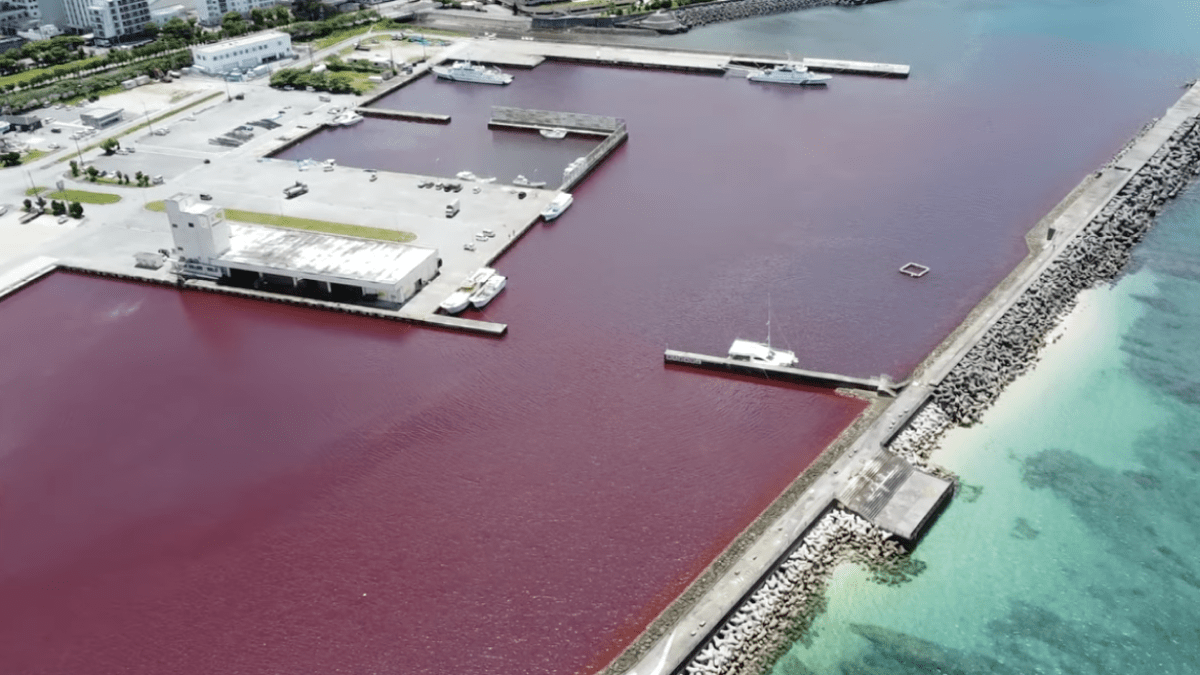 【緊急事態】一体なぜ…? 沖縄の海が真っ赤に染まる理由は…
