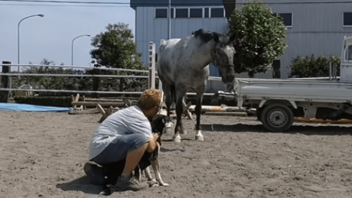 【驚愕】放牧馬に近づこうとしたら黒犬が乱入してきて予想外の展開にwww