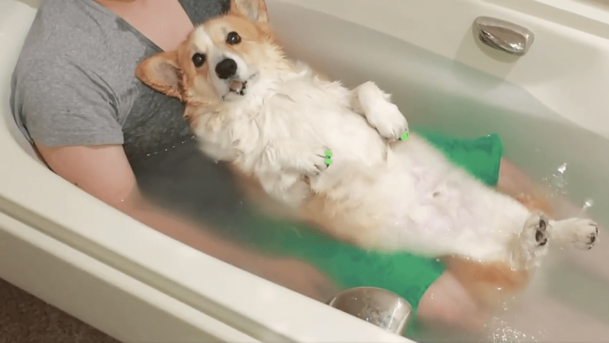 【天国】「犬浴」が話題‼︎ 飼い主さんとコーギーのお風呂タイムに癒される！