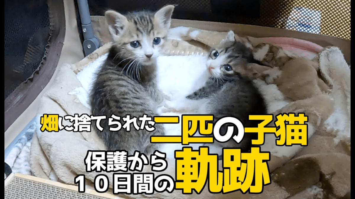 【感動】畑に捨てられた子猫の成長した姿がこちら・・・