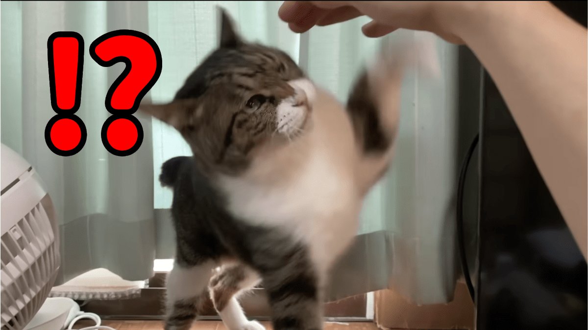 「頭ナデナデすんなや」 絶対に体を触らせない猫が面白いwww