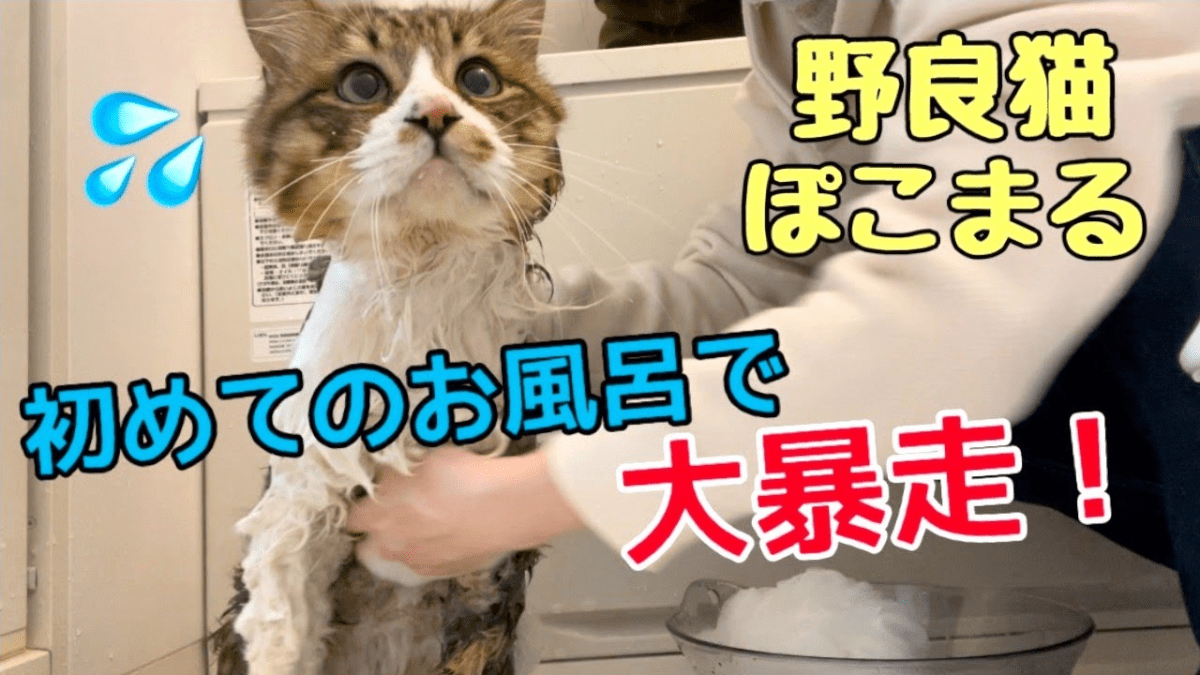【暴走】元野良猫の初めてのお風呂に飼い主絶叫www