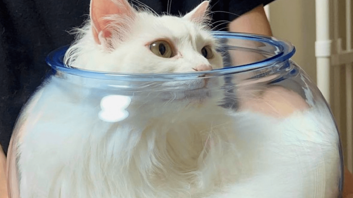 【尊い】金魚鉢に猫ちゃんがすっぽり! 猫壺にはご利益あるかも?