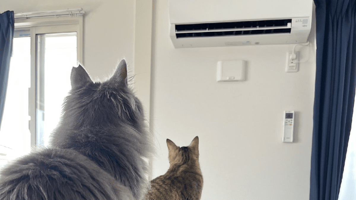【爆笑】エアコン初体験の猫、涼んでいる様子がほぼ人間な件www