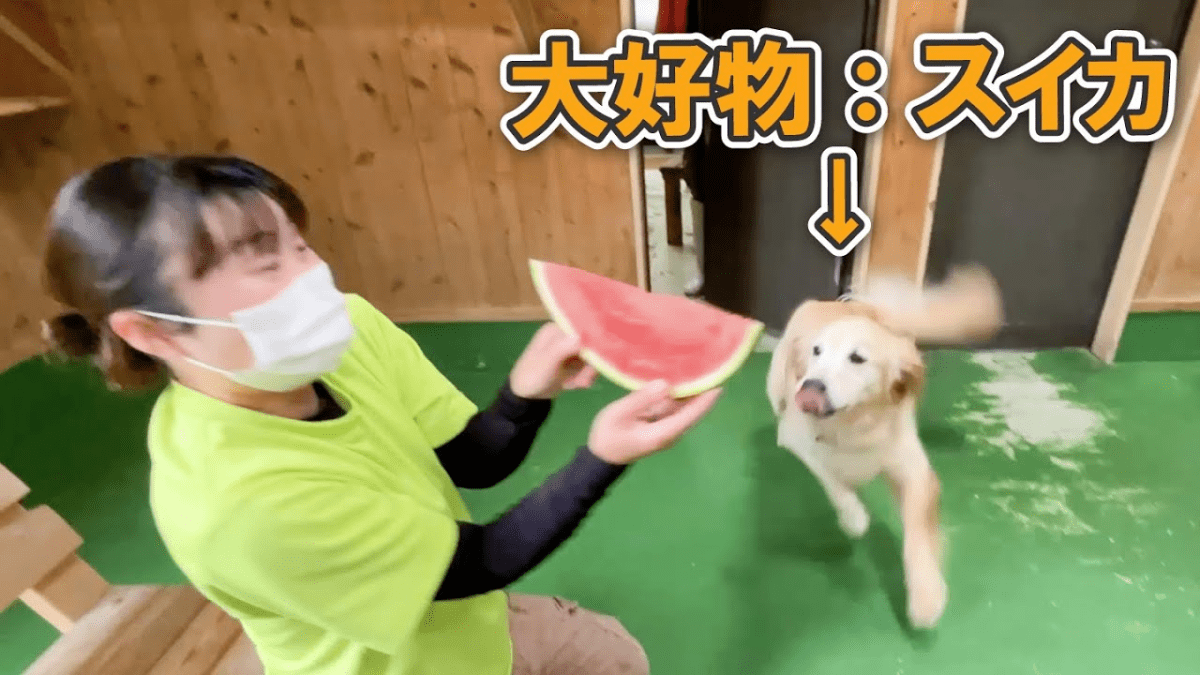 【衝撃】スイカを愛する犬が、スイカを目の前に取った行動がこちら・・・　