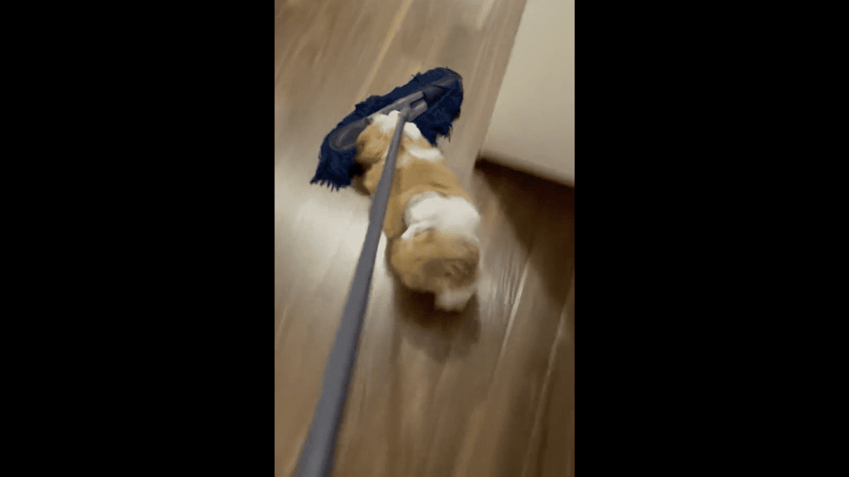 【爆笑】モップ大好きなシーズー、掃除の邪魔すぎるwww