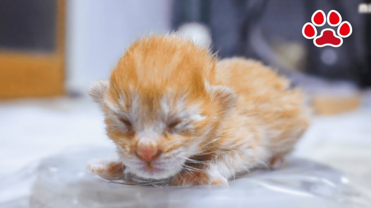 【奇跡】死にかかった子猫の成長記録・・・早すぎる成長に驚きと癒しの連続‼︎