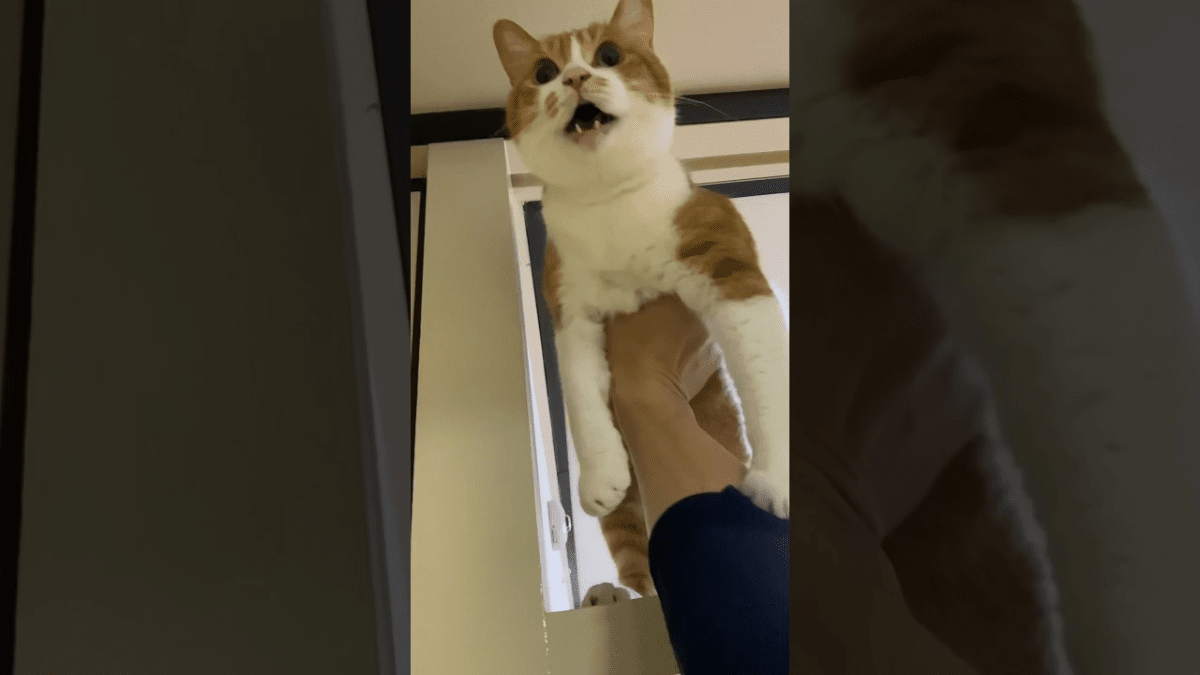 【どんな声やねん】高い所から「下りれニャ〜い!!」と叫ぶ猫が可愛すぎたwww