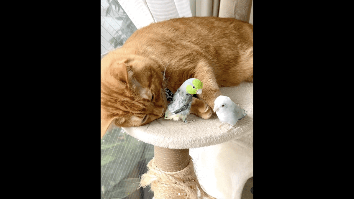 【マジ？】猫をよじ登る⁉ 堂々としたインコが話題にwww