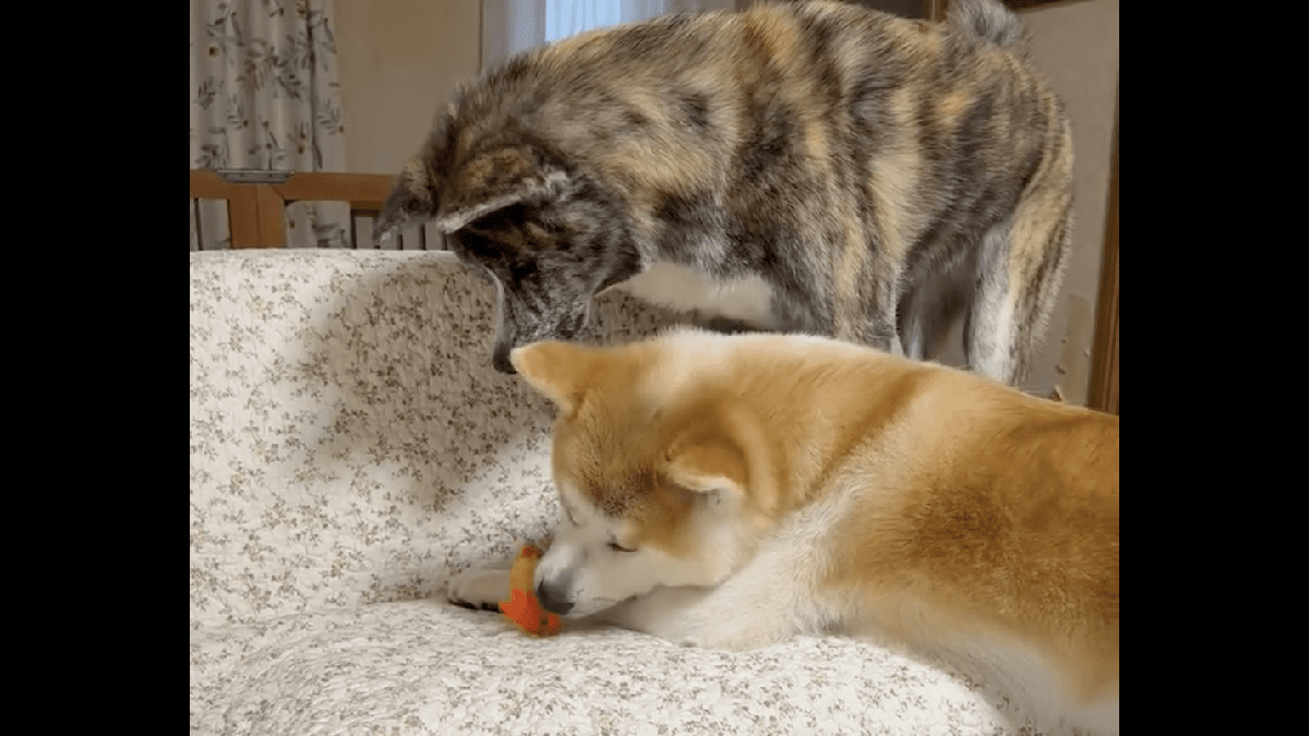 【スゴ技】腕前はプロレベル⁉ オモチャで「演奏」する秋田犬がこちら・・・www