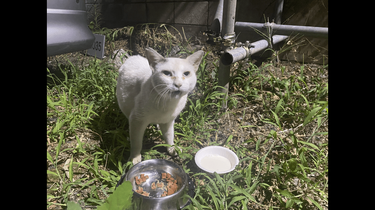 【感動】猛暑で命の危機を迎えた野良猫→保護されて一年経った結果・・・