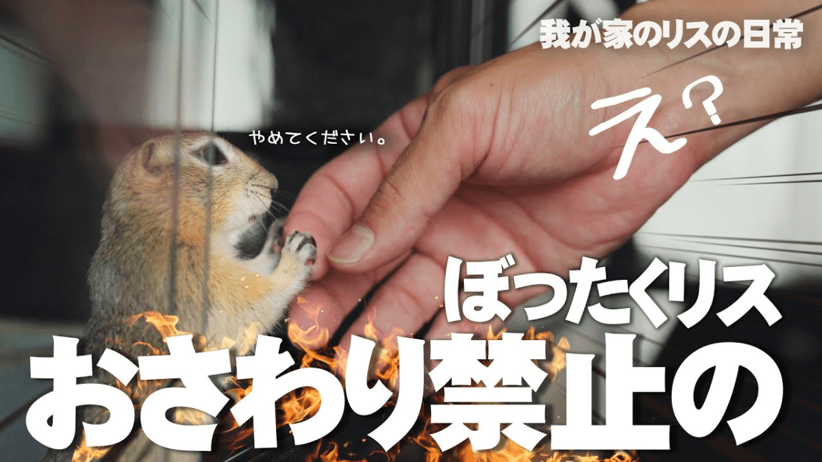 【爆笑】エサをあげているのに!? 飼い主に塩対応のリスが面白すぎるwww