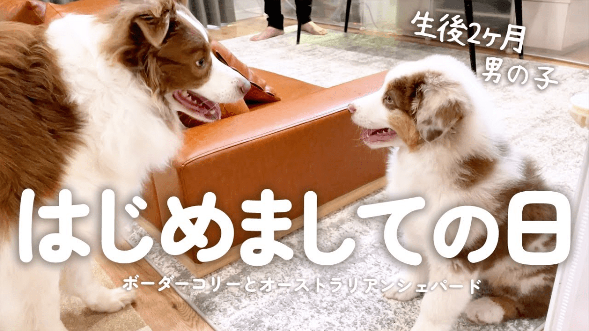 【感動】はじめましてで寂しがる子犬・・・→先住犬がとった行動とは？？