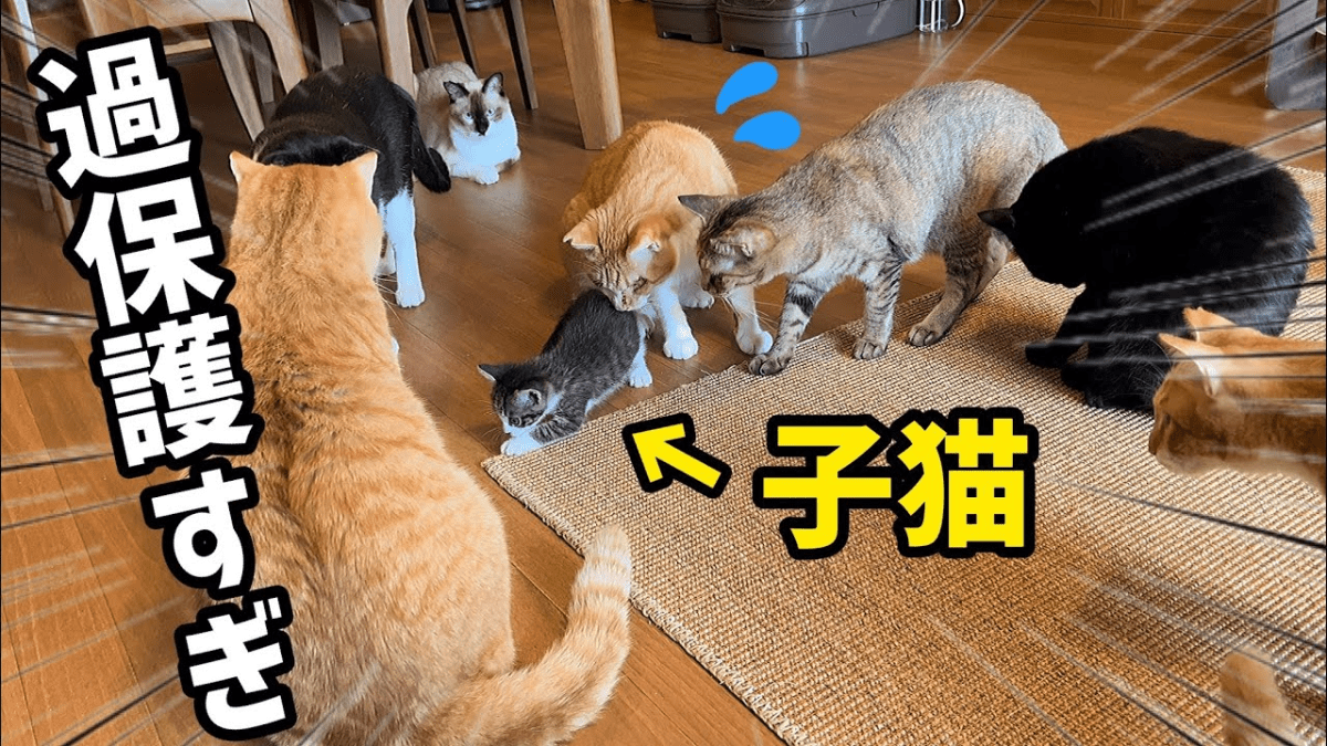 【尊い】生後２ヶ月で保護された子猫→先住猫ちゃんが過保護すぎるwww