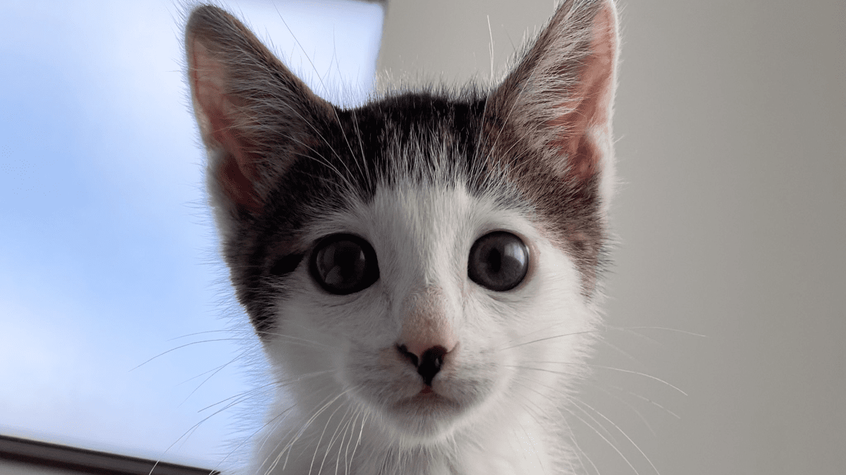 【話題】「つぶらな瞳」で訴えかける猫が“橋本環奈レベルで可愛すぎる