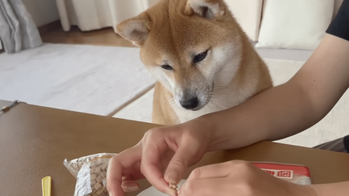 【爆笑】柴犬が遂に〝人間と会話出来るようになった〟と話題にwww