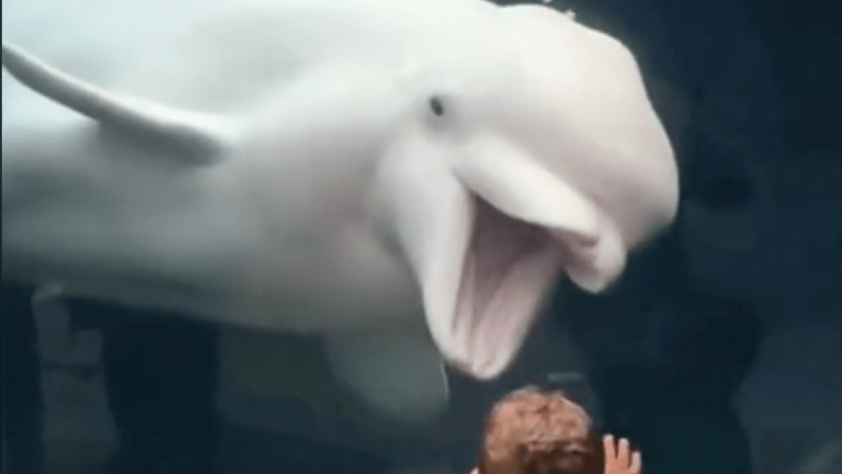 【爆笑】水族館でお客さんを「ワッ！」と驚かすシロイルカが話題にwww