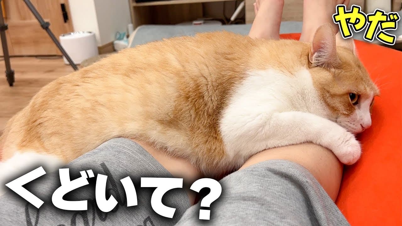 【溺愛】飼い主のことが好きすぎて、イジワルしても動かない猫ちゃんがかわいすぎる・・・！