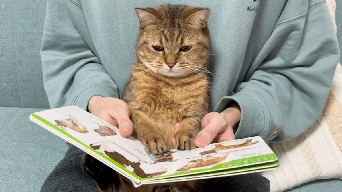 飼い主と一緒に絵本を見る猫の姿がかわいくて癒される!!　