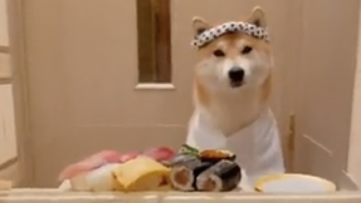 【爆笑】柴犬が〝寿司屋の大将〟になりきった投稿が話題にwww