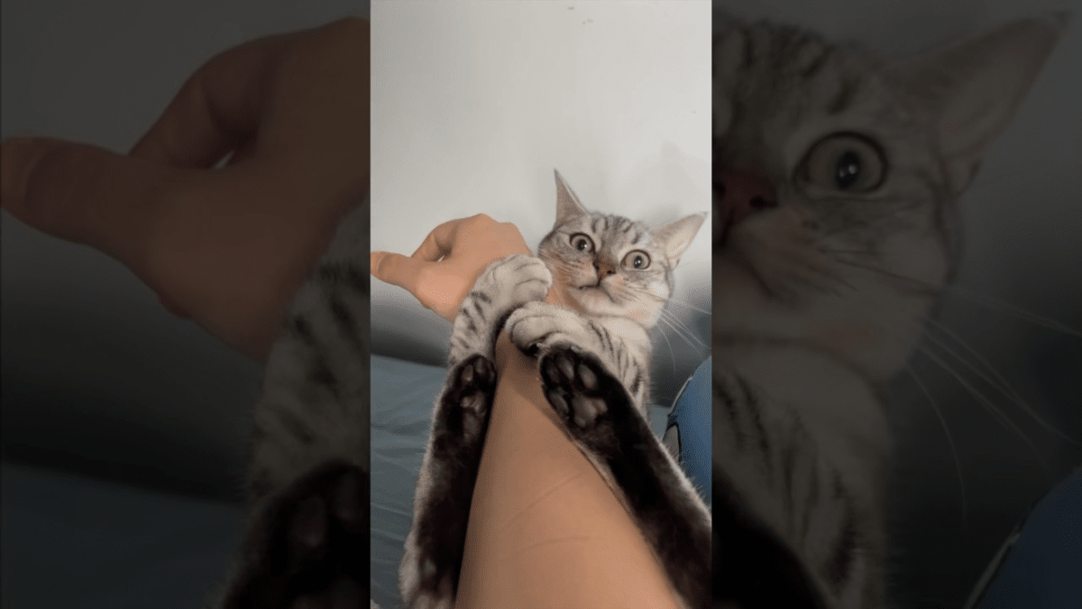 猫「絶対に離さない!」大好きなパパの出社を全力で阻止する猫が話題にw
