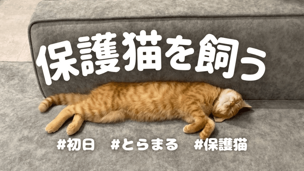 【溺愛】大好きなママへの「愛情表現」が激しすぎると話題にwww