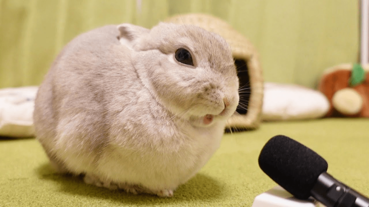 【衝撃】うさぎが「4年間人間と暮らした」結果・・・？