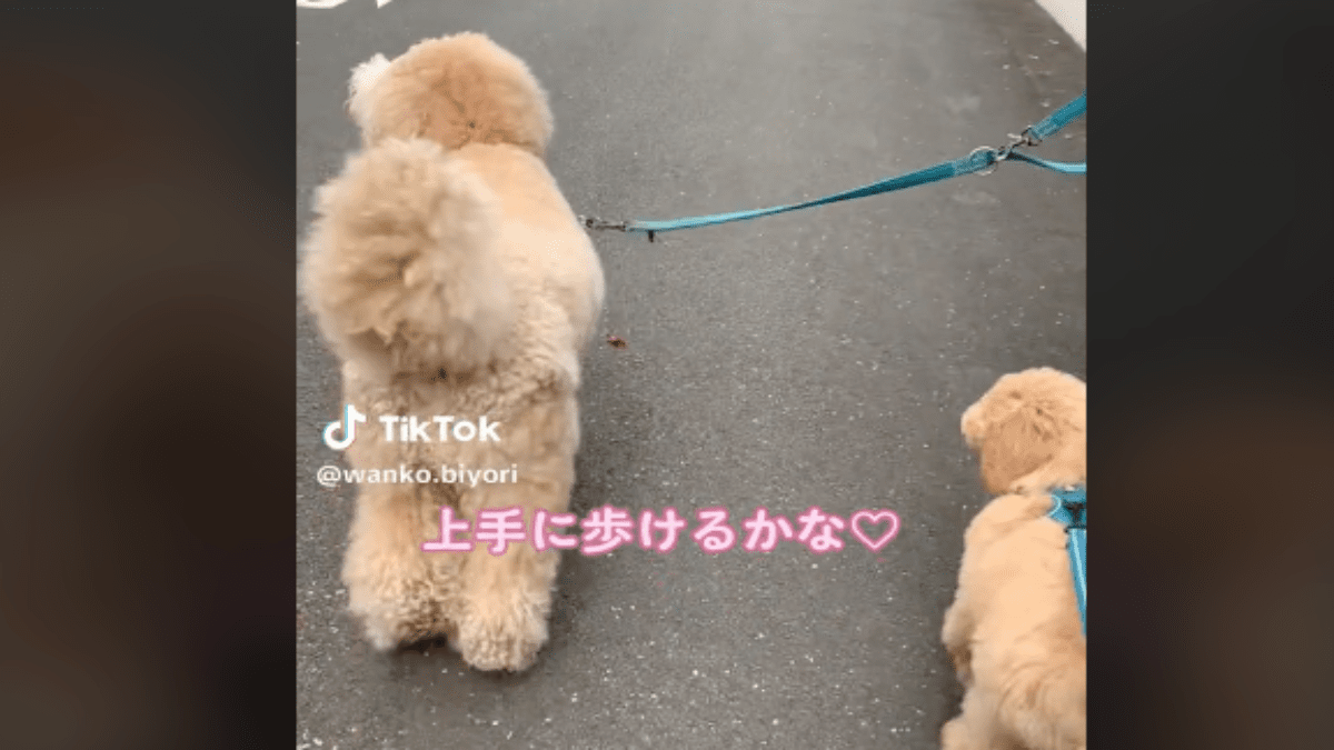 【激ヤバ】まるでぬいぐるみ?! フォルムが可愛いワンちゃんが話題に!!