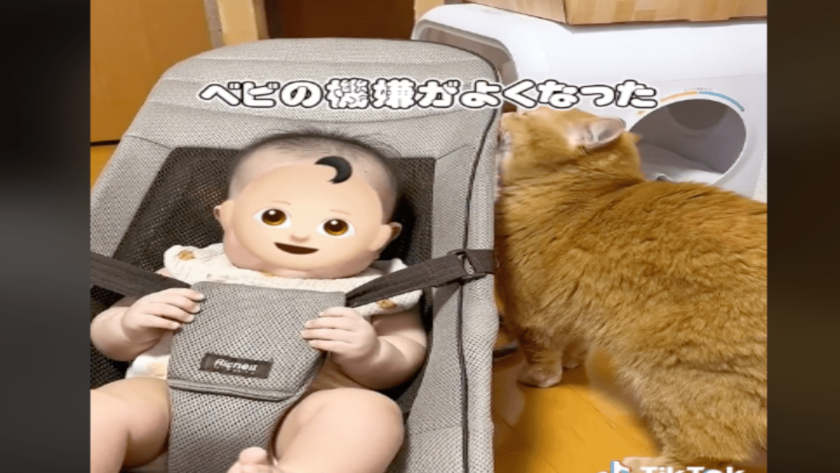 【マジ？】自分より赤ちゃんを優先するイクメン猫が「優秀すぎる」と話題