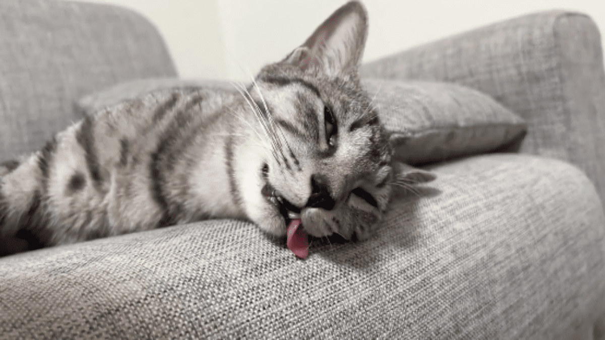 【爆笑】暑すぎてまるで「魂抜けてる猫」が話題にwww