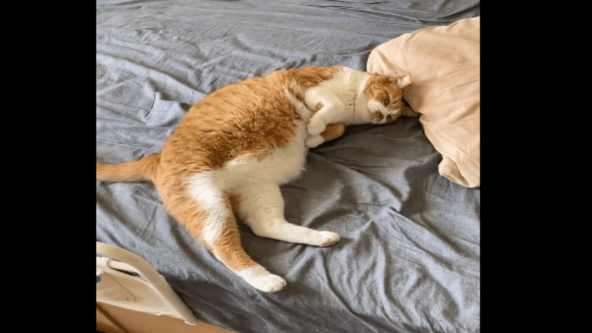 【衝撃】「入眠へのスピードはピカイチ」イケメン猫がTwitterで話題にwww