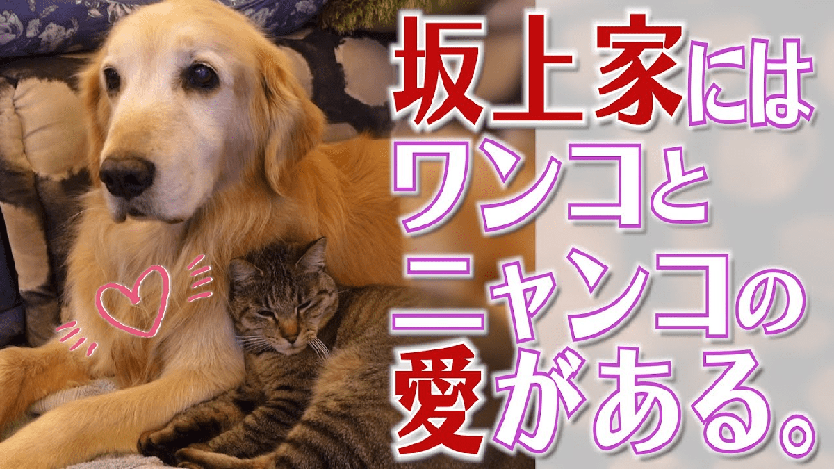 【愛情】犬と猫との共同生活‼︎ 坂上家の総勢26兄弟の日常に迫る!