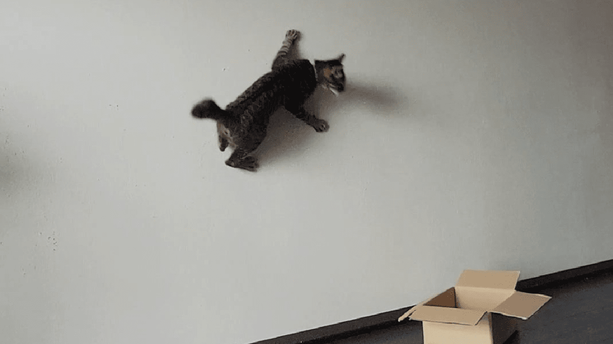 【衝撃】「スパイダーにゃん」壁に張り付いている猫がコチラ・・・