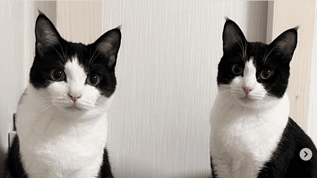 【保護猫】判別不可能⁉︎ そっくりハチワレ白黒猫兄弟の見分け方！
