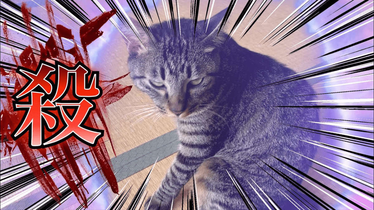 【凶暴】強烈猫パンチ‼︎ 飼い主に戦闘能力の高さを見せつける猫が話題www