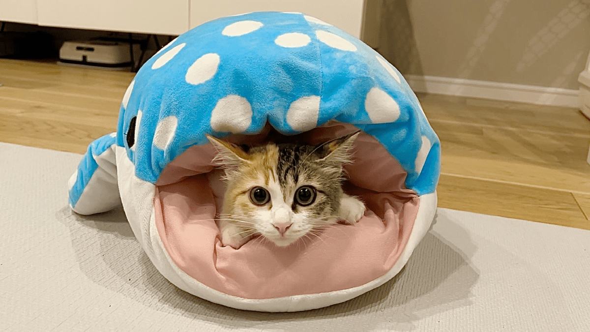 【衝撃？】「ジンベエザメに食われる猫」→まさかの画像に10万いいね？！