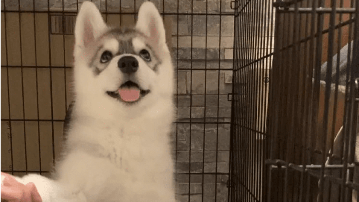 【笑撃】「ある行動」がきっかけ⁉︎ ハスキー犬のなんとも言えない表情が可愛すぎるwww