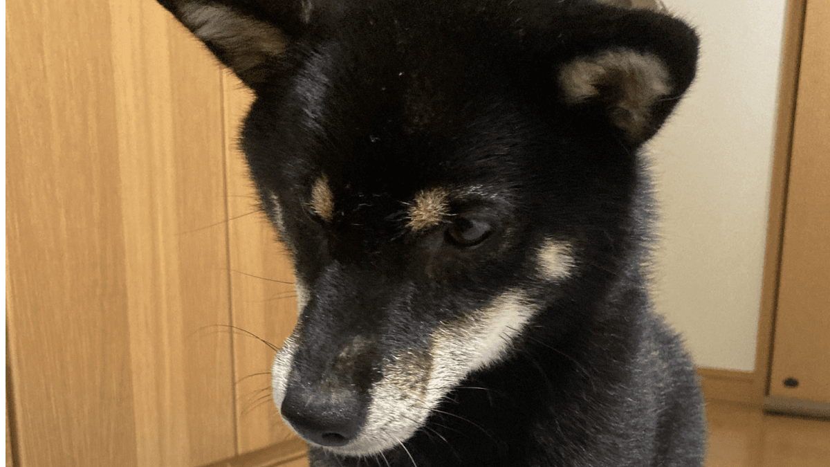 【哀愁】外は嵐…散歩を待ちわびる柴犬が切なすぎる…!!