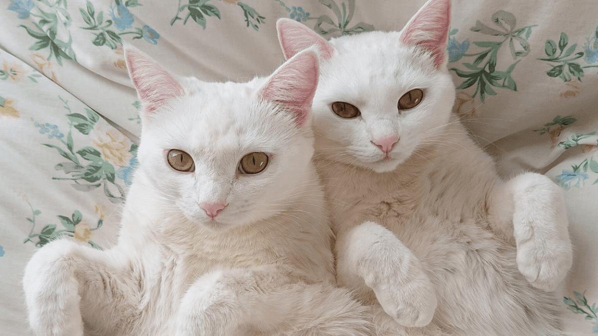 【衝撃】1000年に一匹レベルの『可愛さ』を持つ双子猫が話題に!!
