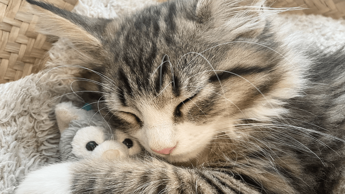 【癒し】ぬいぐるみを『ギュッ』と抱いて寝る猫の姿が可愛すぎて話題に!!