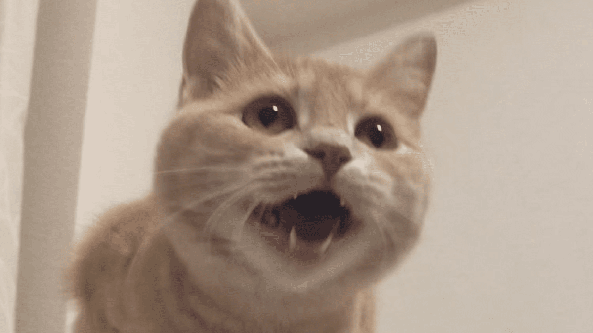 【衝撃】「3時のおやつくれー!!」と叫んでいる猫が話題にwww