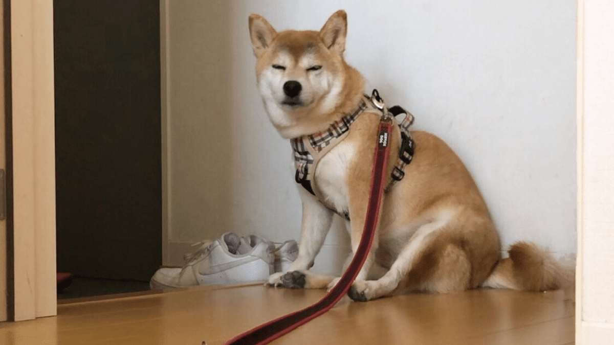 【天才犬】飼い主に足を拭いてもらうまで『お利口に待つ』犬が天才すぎて話題に！