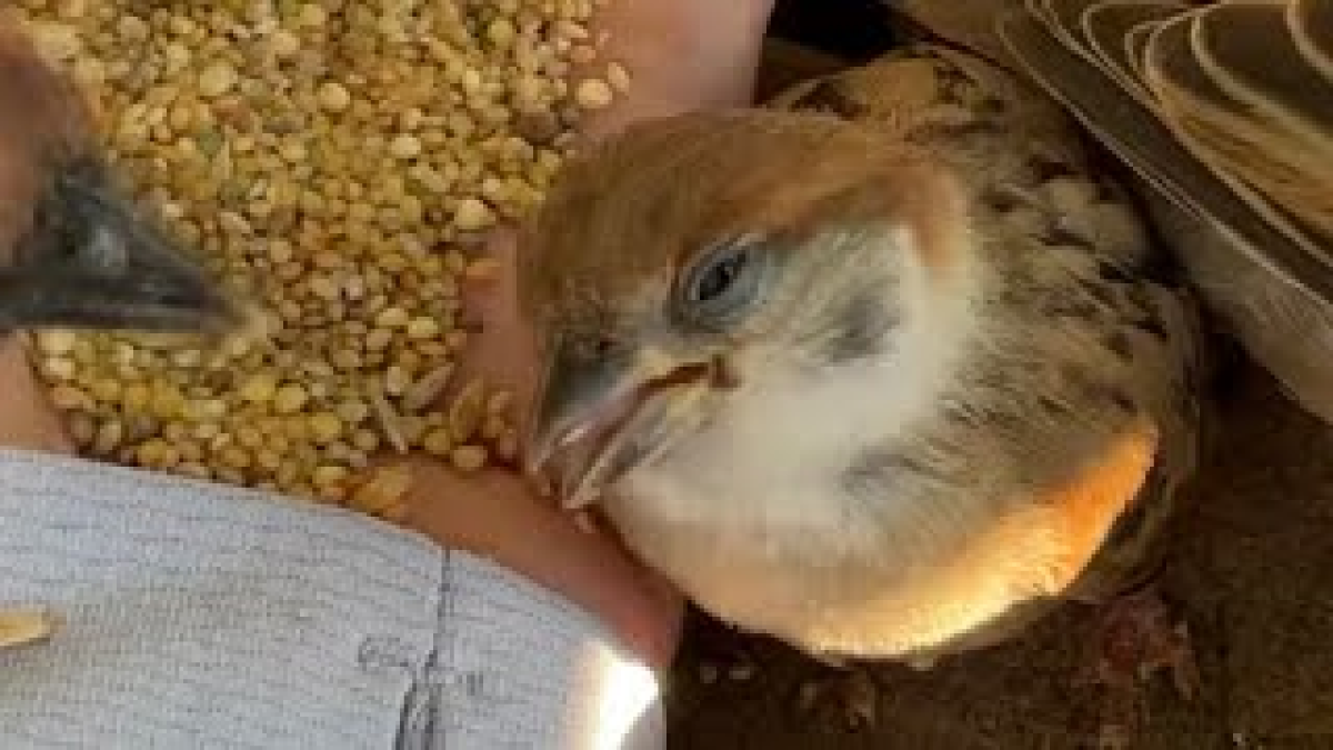 【驚愕】初めてのごちそうに『うっとりする子スズメ』が話題www