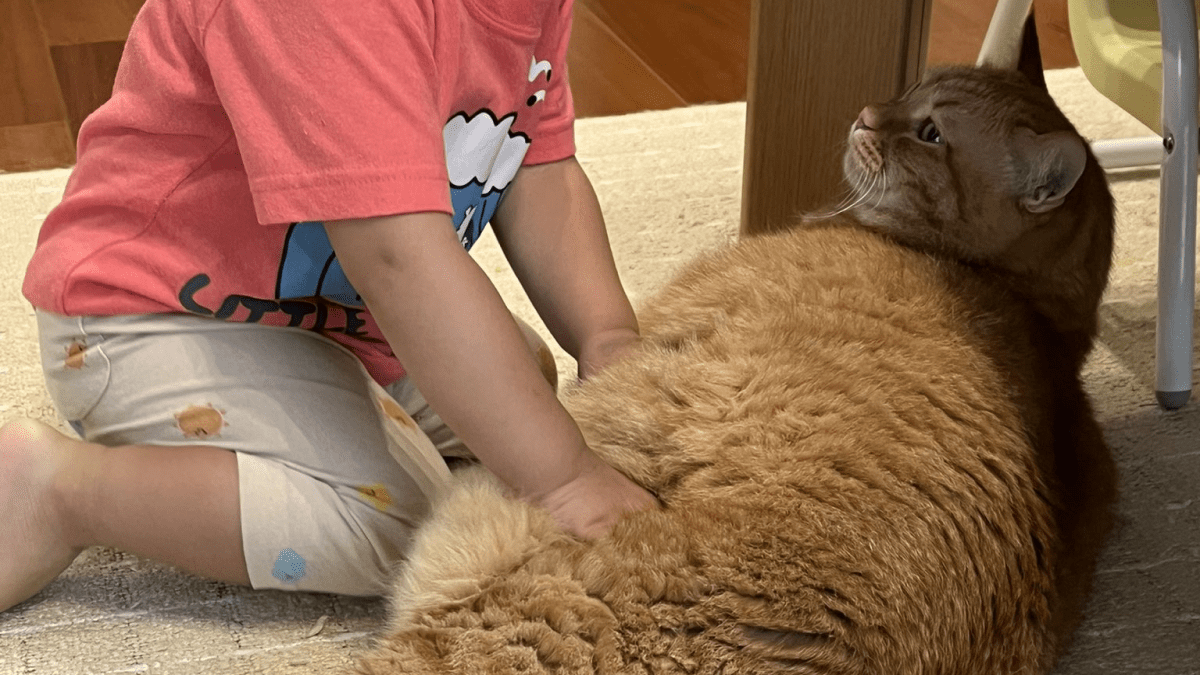 「デカっ!!」「もふもふ」「父猫の表情ｗ」と赤ちゃんにこねられる猫がSNSで大反響ｗ
