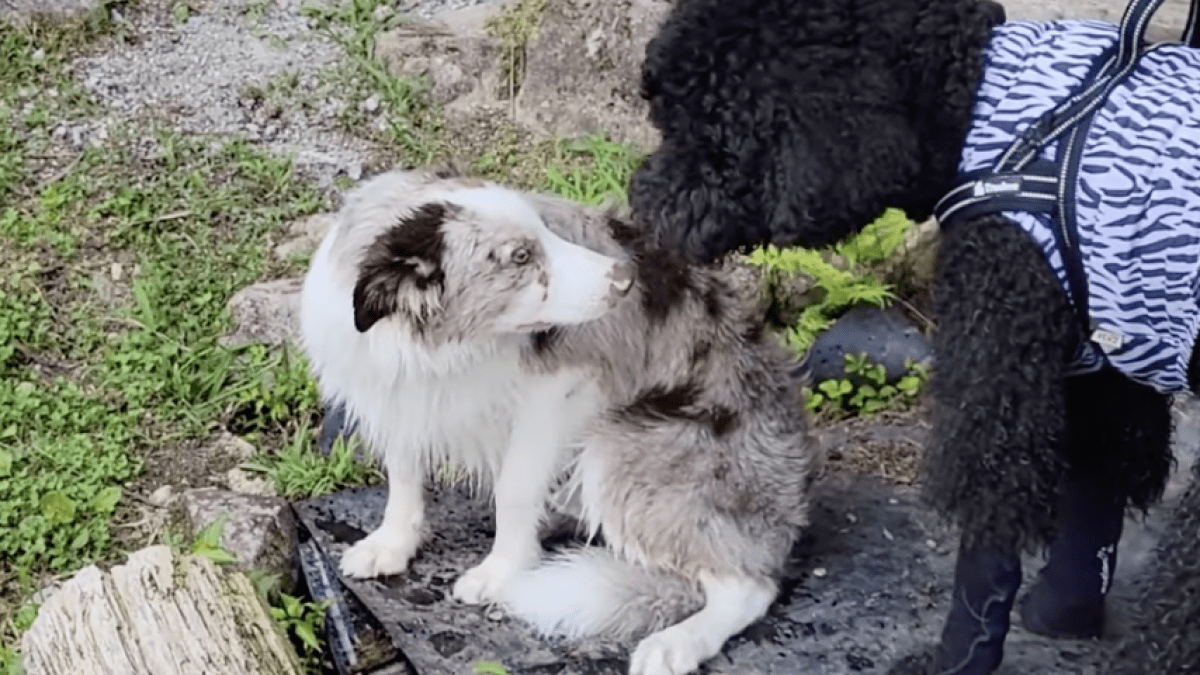 【爆笑】大型犬を見ると存在を消そうと必死な子犬が面白すぎるwww