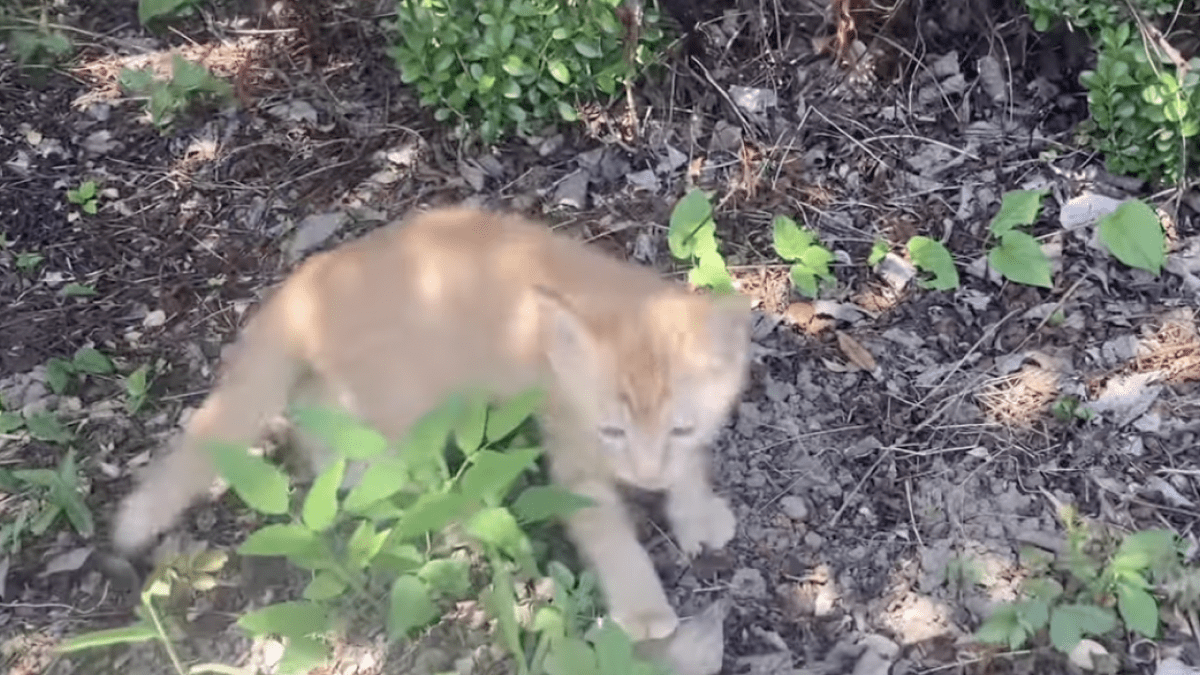 【衝撃】炎天下の公園で鳴いていた子猫を発見→保護して1時間後の様子が話題に!!