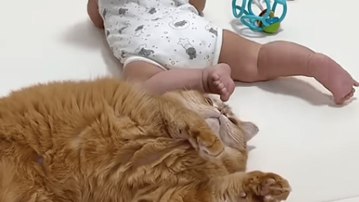 【天才猫】赤ちゃんの『寝かしつけ』がプロすぎる猫が話題にwww