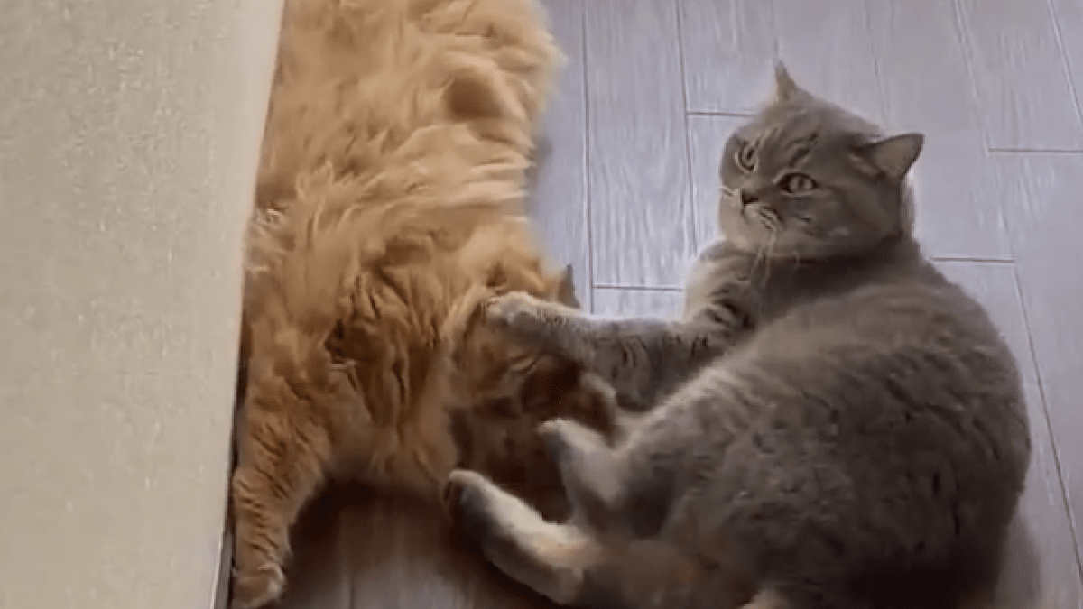 【衝撃】猫がノールックで『蹴り』を入れている動画が話題にwww