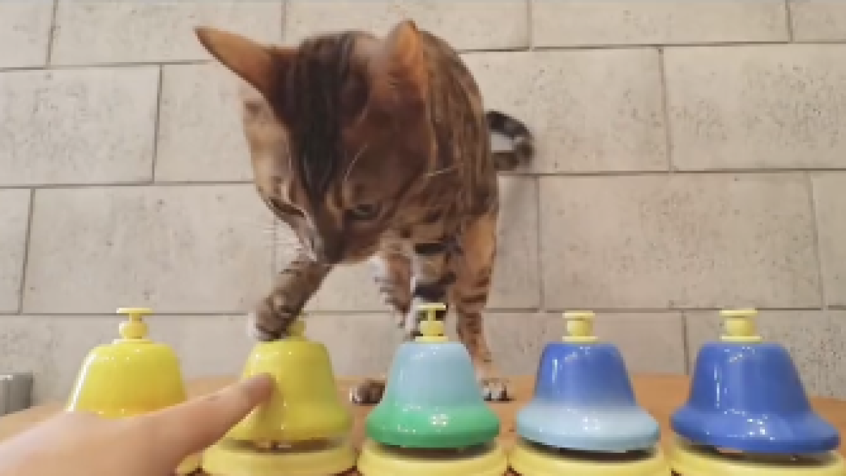【衝撃】ベルを演奏する猫がこの世に存在するんだが?!