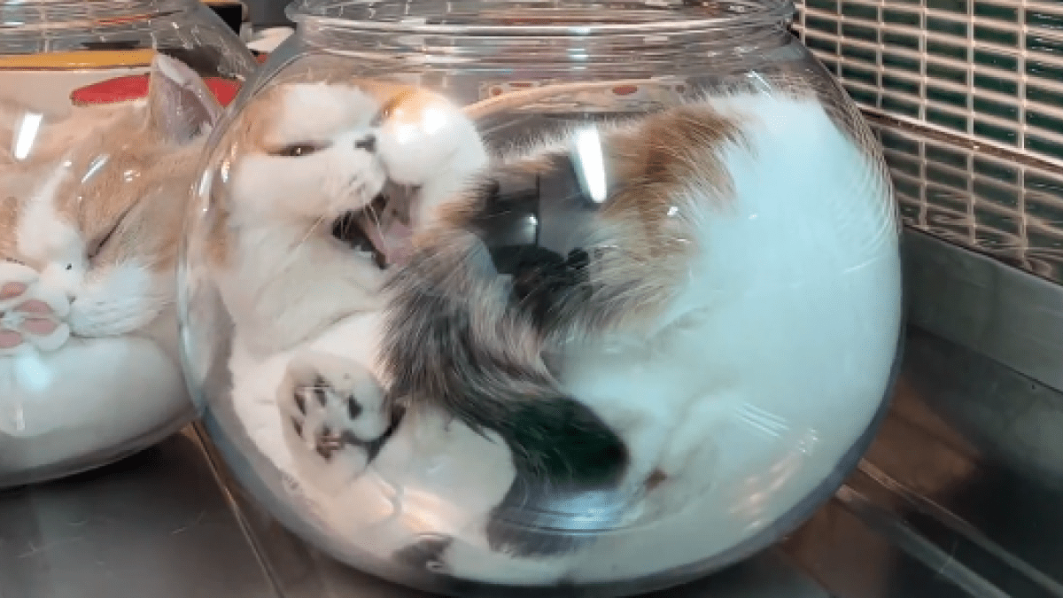 【衝撃】これはどういう事?! 洗い物をしていたら猫が……こうなったwww